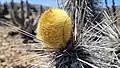 Fruit