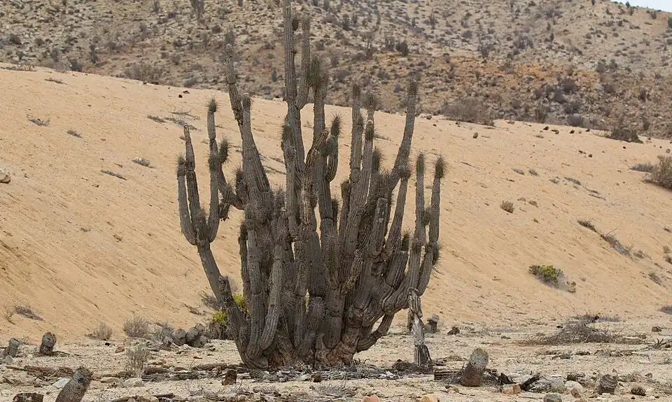 Habitat in Pan de Azúcar, Chañaral, Chile