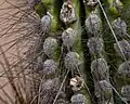spines