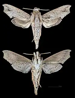Eupanacra automedon