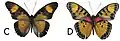 E. c. nimbina male dorsal (c); ventral (d)