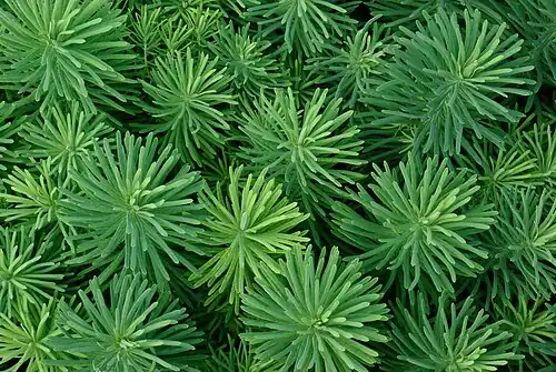 leaves