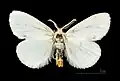 Male