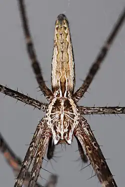 female