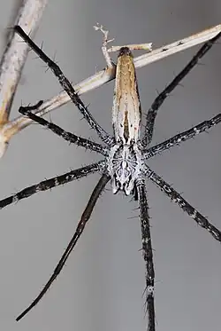 female