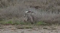 Eurasian curlew, Albufera Natural Park