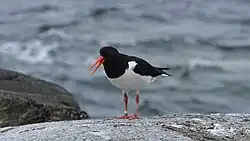 Eurasian_Oystercatcher_(Haematopus_ostralegus)_-_Giske,_Norway_2022-07-02_(02)