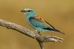European roller, Extremadura