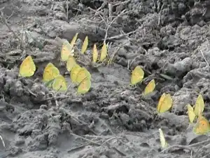 puddling on damp ground
