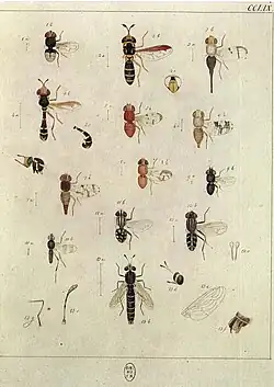 Plate 259 (Assorted flies)