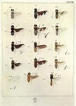 Plate 257 (Bee-flies)
