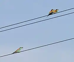 European roller with European bee-eaters, Maremma Regional Park, Tuscany