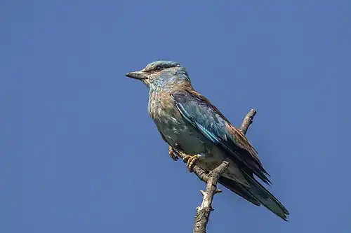 Ringed for the European roller conservation project