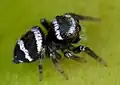 Female; note the white stripes of opisthosoma.