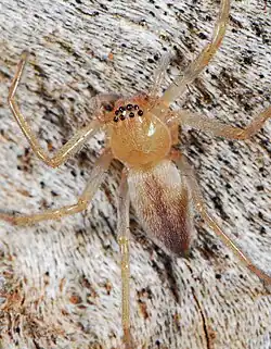 juvenile female