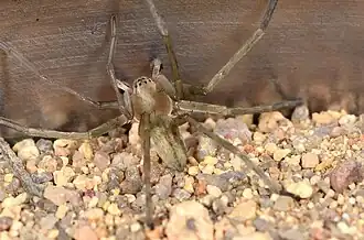 male