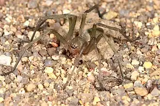 male E. schoemanae