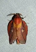 Euthrix laeta