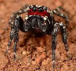male