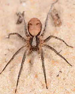 female