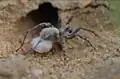 female with egg sac