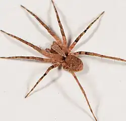female