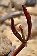 Early stage seedling with cotyledons and emerging stem.