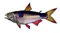 image of non-electric fish