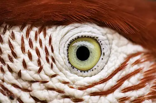 A macro shot of the eye, Serra da Capivara National Park, Brazil.
