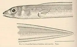 Large-eye Conger sketch