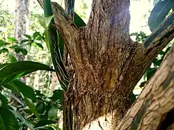 Trunk of F.&nbsp;cambagei, which has a similar plaited appearance to F.&nbsp;fagraeacea