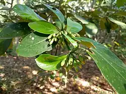 Flower buds