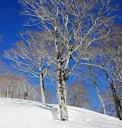 Beech tree in winter