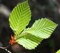 Young leaves, front
