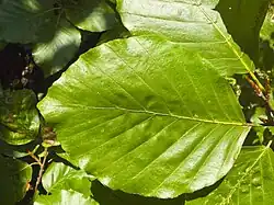 Leaf of Fagus sylvatica