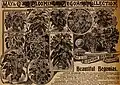 Ornamental plant catalog from 1899. B. diadema is numbered 9.