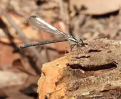 Recently emerged female with wings held together