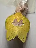 Picture of a newly emerged female