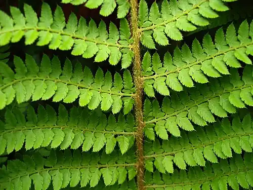 Fern rachis with alternating 'pinnae', rachillae with attached leaflets