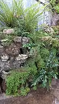 Ferns