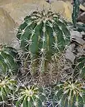 Plant