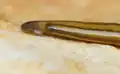 Diversibipalium multilineatum, head