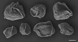 S. molnari
