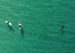 Aerial view of surfers near a shark