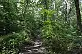 alt-Fir Wood