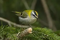 Common firecrest, Apennine Mountains