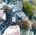 A. perfoliata var. mitriformis, from the Western Cape. This one showing fire damage.