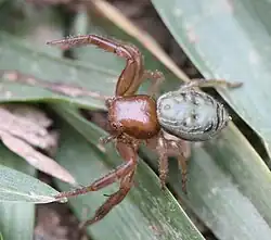 F. campestratus