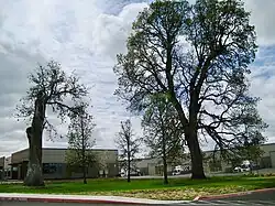 The five oaks that gave West Union its name