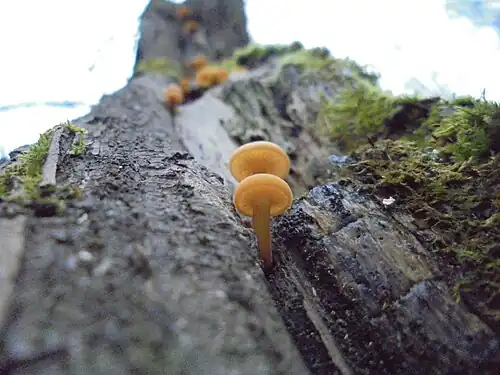 Young specimens on a tree
